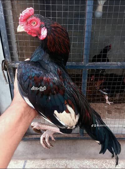 Amroha Aseel Birds
