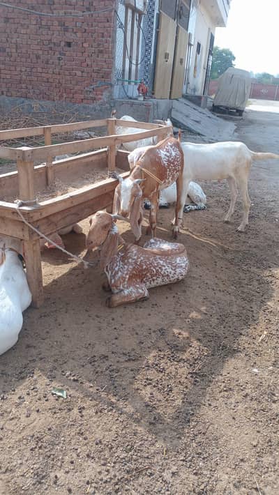 بکرا برائے فروخت