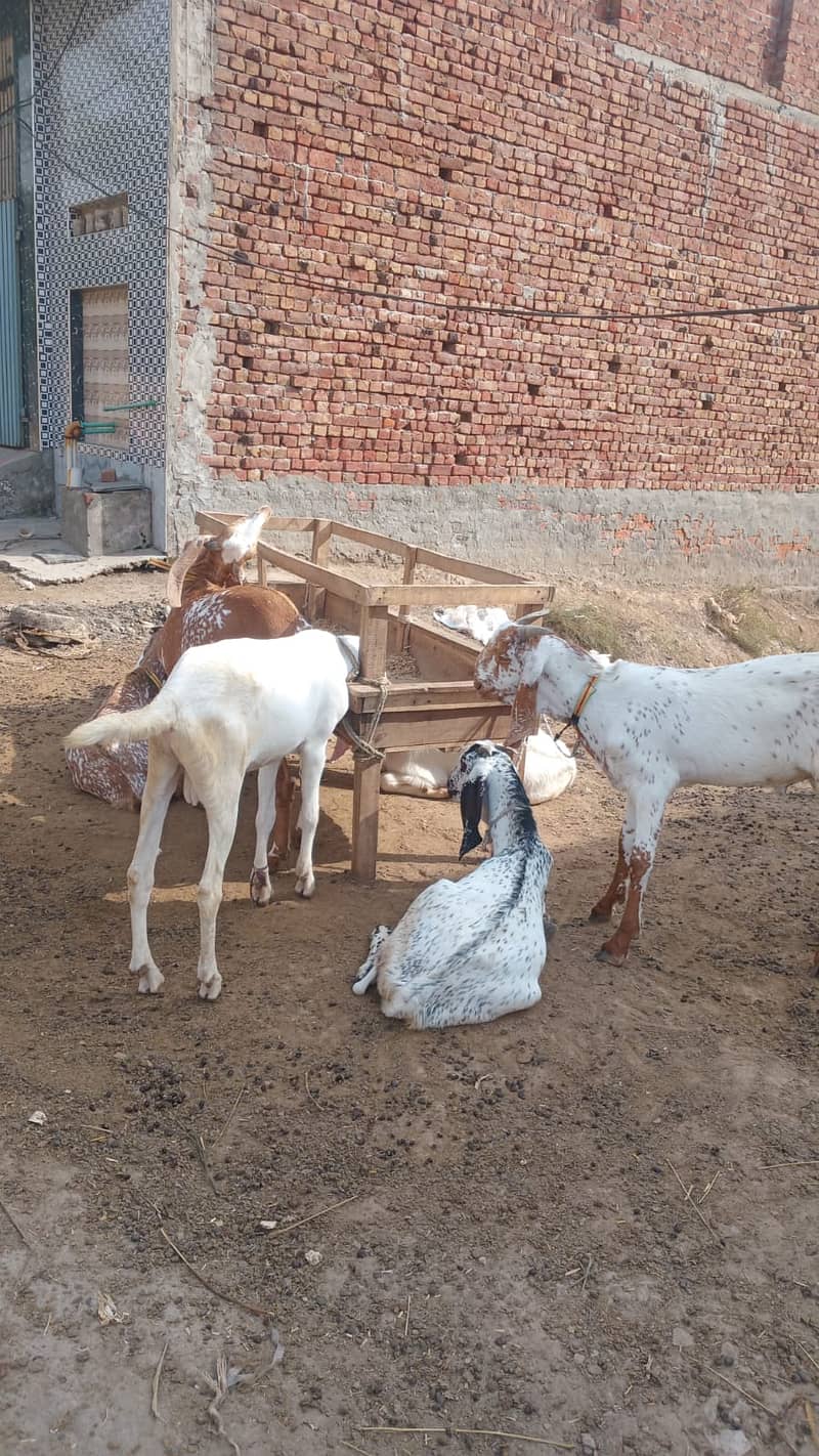 بکرا برائے فروخت 1