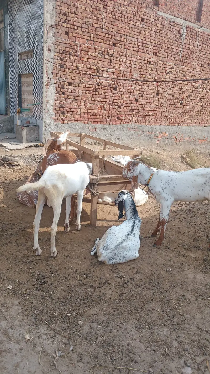 بکرا برائے فروخت — photo 2