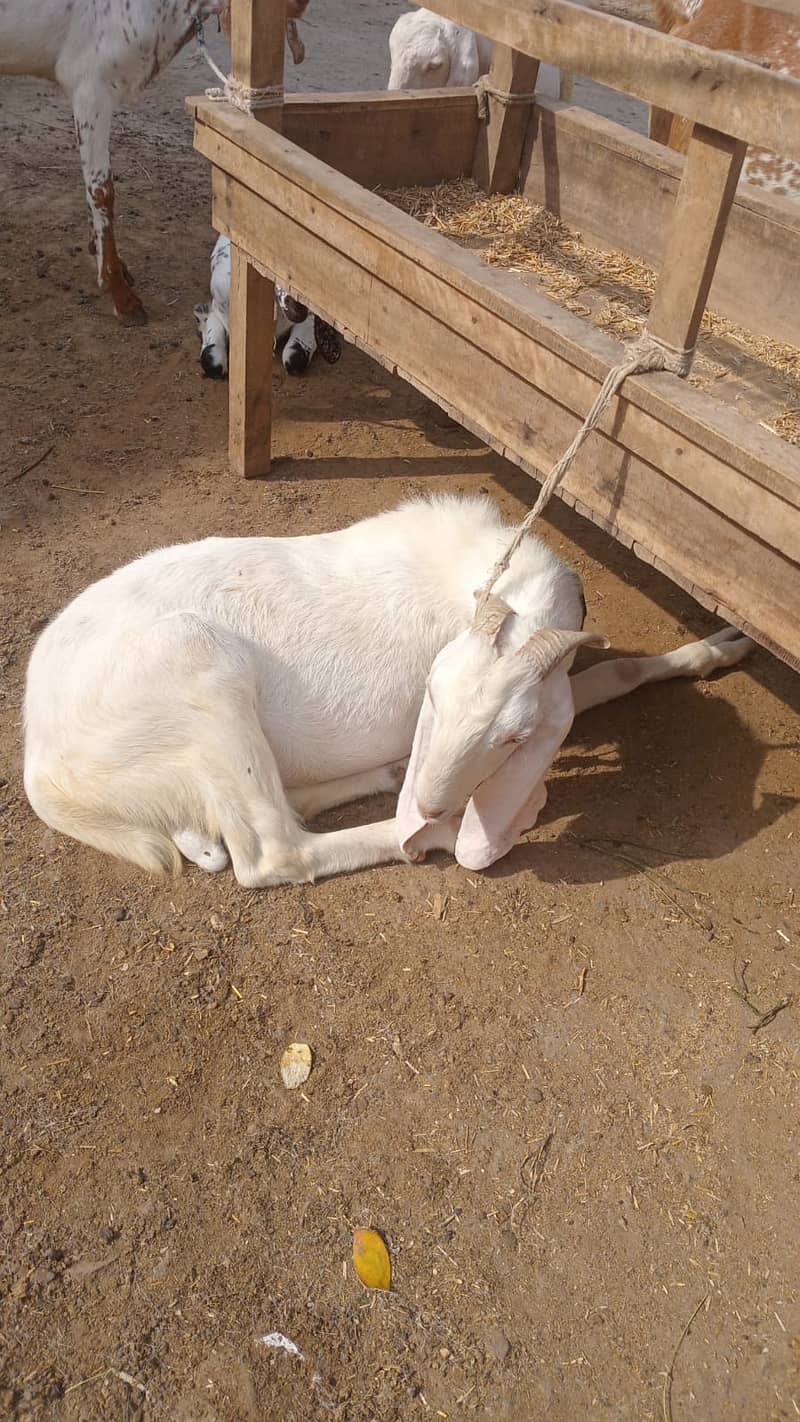 بکرا برائے فروخت 2