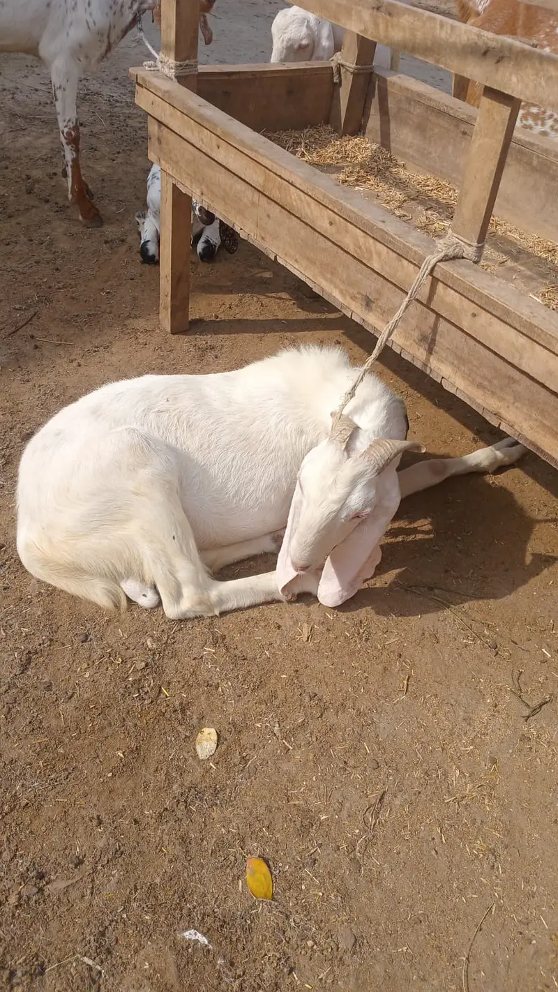 بکرا برائے فروخت — photo 3