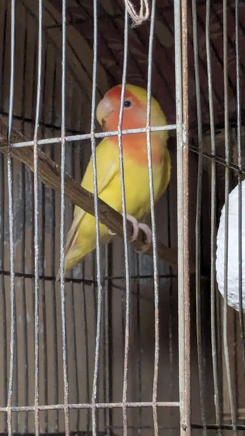 Lutino Lovebirds pair with one male — photo 2