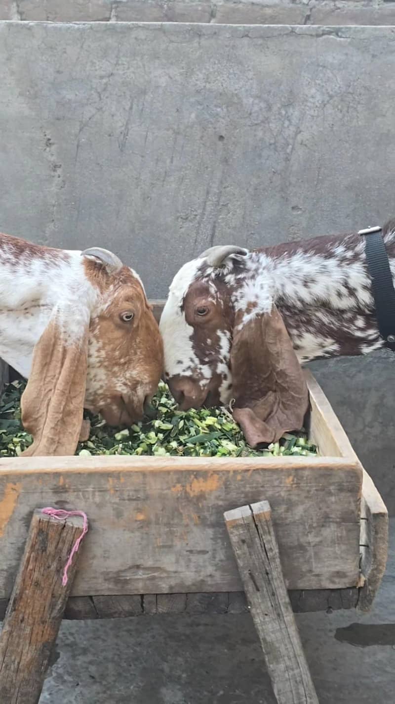 دو خوبصورت ماکھی چینی بریڈر بکریاں 8 دانت 4 ماہ کی گابھن 0