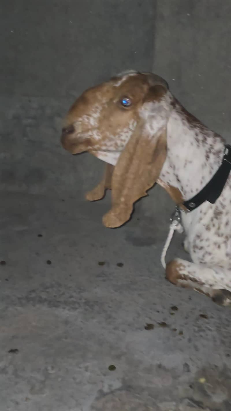 دو خوبصورت ماکھی چینی بریڈر بکریاں 8 دانت 4 ماہ کی گابھن 2
