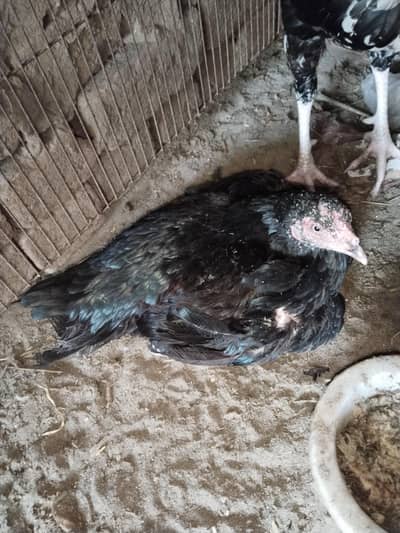 Kuruk Murgi / Hen for Sale