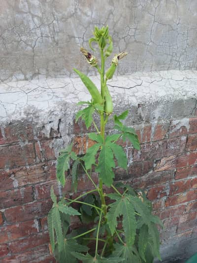 Ready-to-Fruit Chilli Plant with Flowers + Proven Fruiting Okra Plant