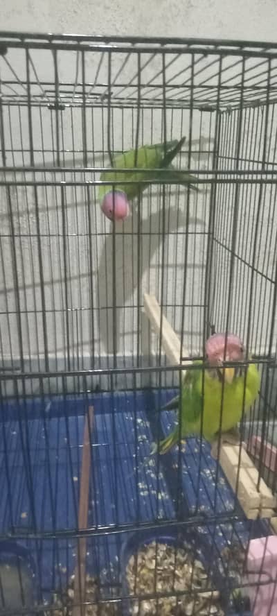 plum hede two male for sale no. home delivery