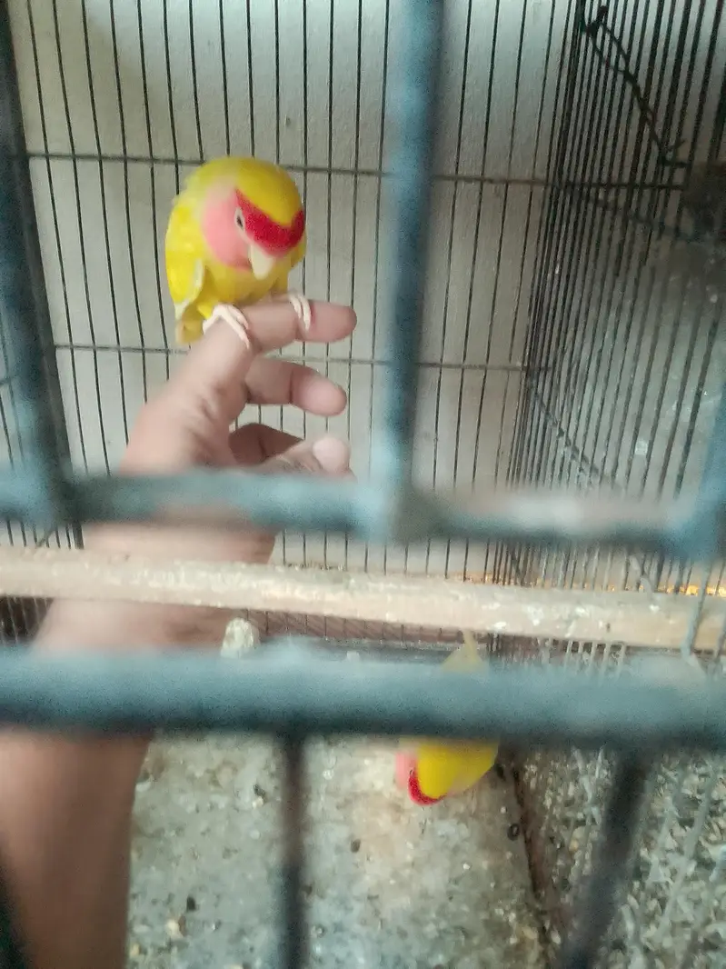 Latino Handtame flinging tame — photo 2