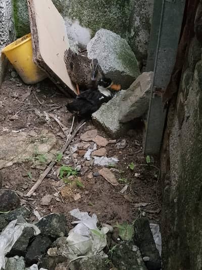 ducks ka pair ha
