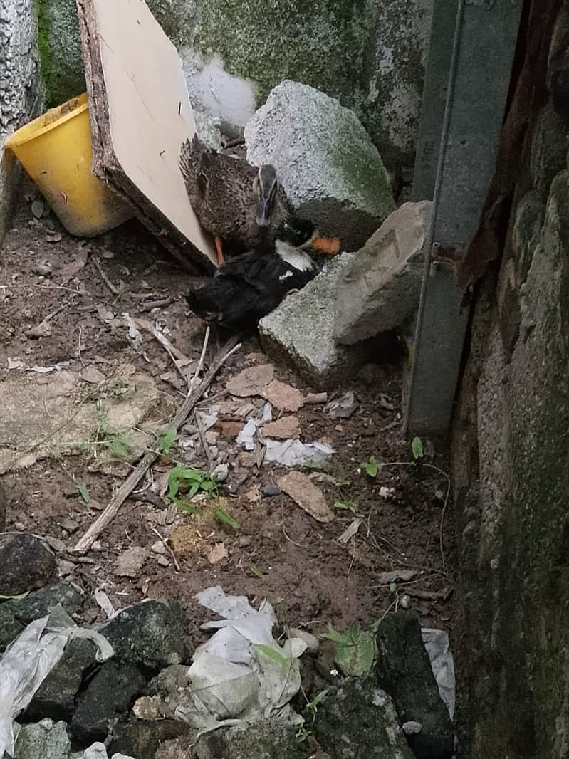 ducks ka pair ha 0