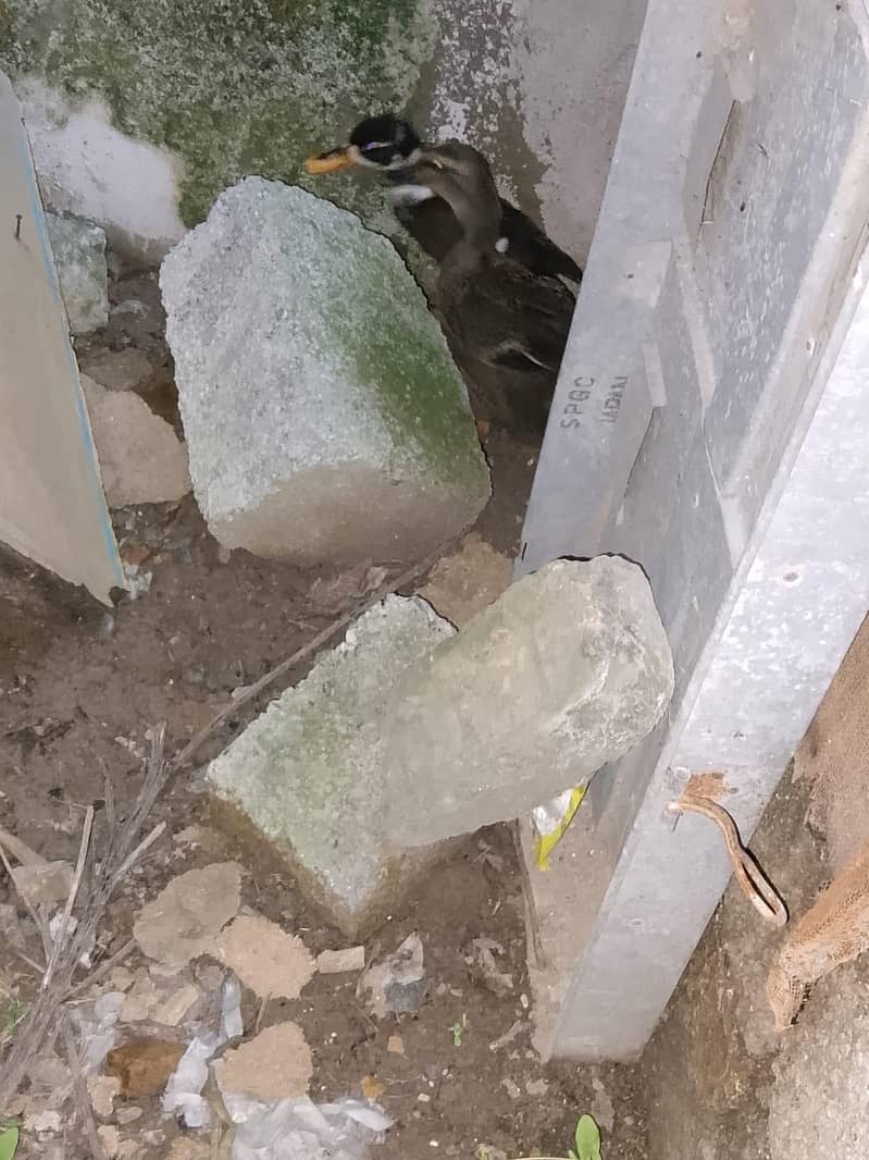 ducks ka pair ha 1