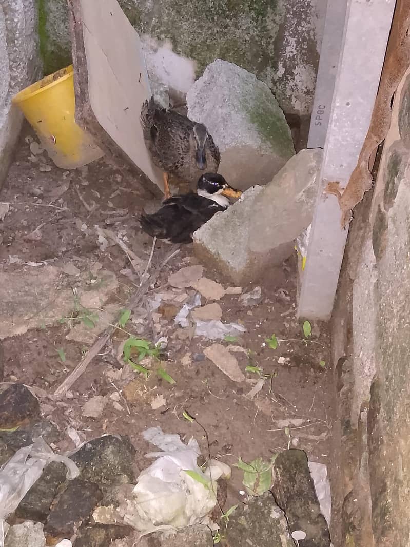 ducks ka pair ha 2