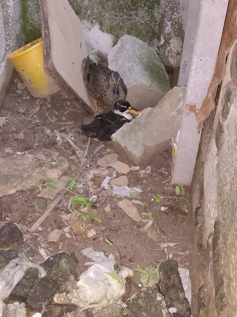 ducks ka pair ha — photo 3