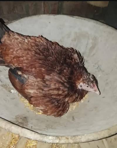 Aseel Miawali hen - egg pr bathi howi ha - healthy and active