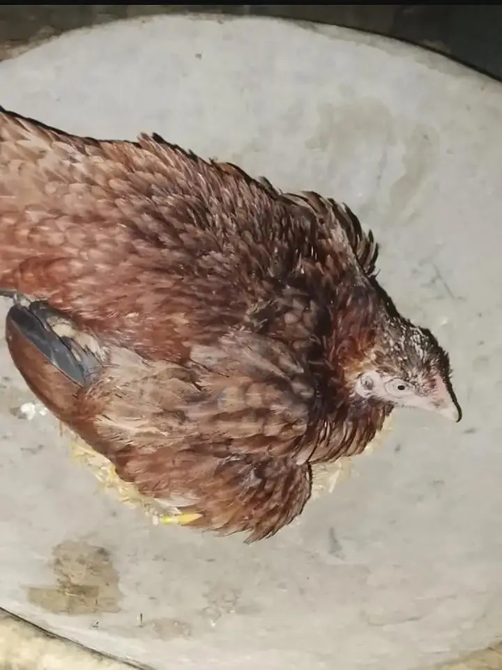 Aseel Miawali hen - egg pr bathi howi ha - healthy and active — photo 2