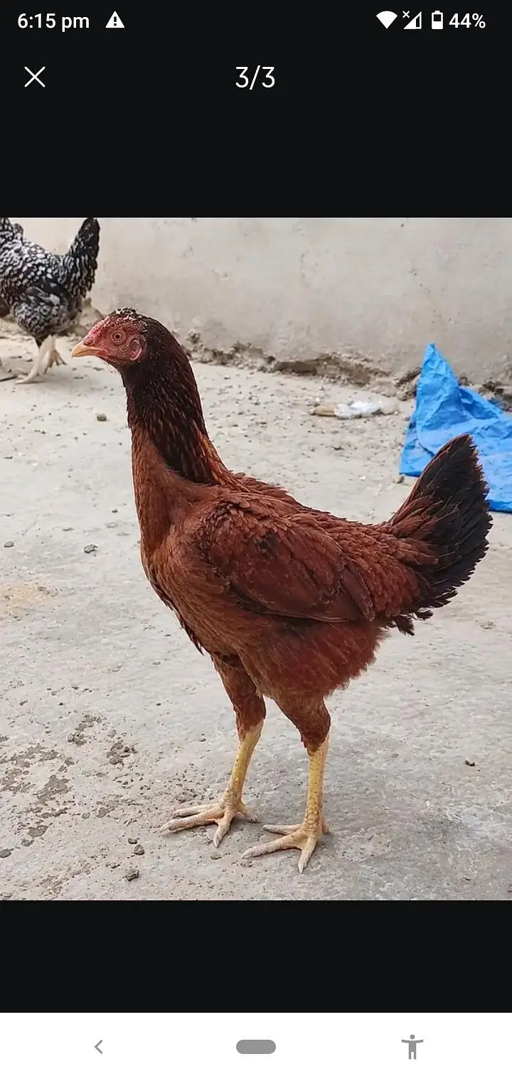 Aseel Miawali hen - egg pr bathi howi ha - healthy and active — photo 3