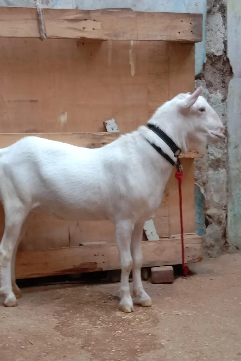 Goat for sale — photo 2