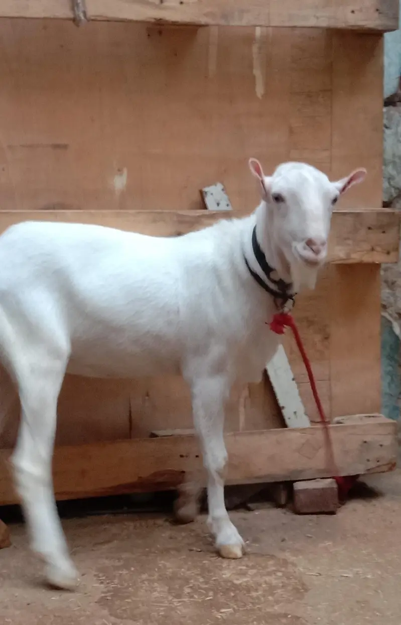 Goat for sale — photo 3
