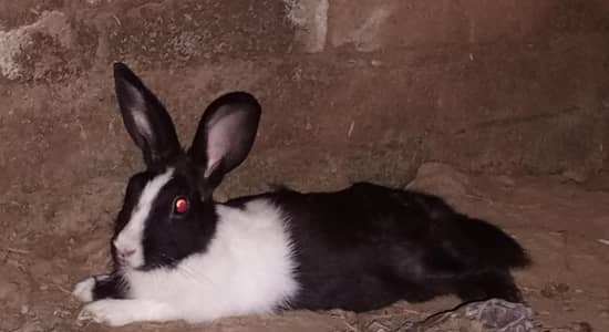 bunnies for sale