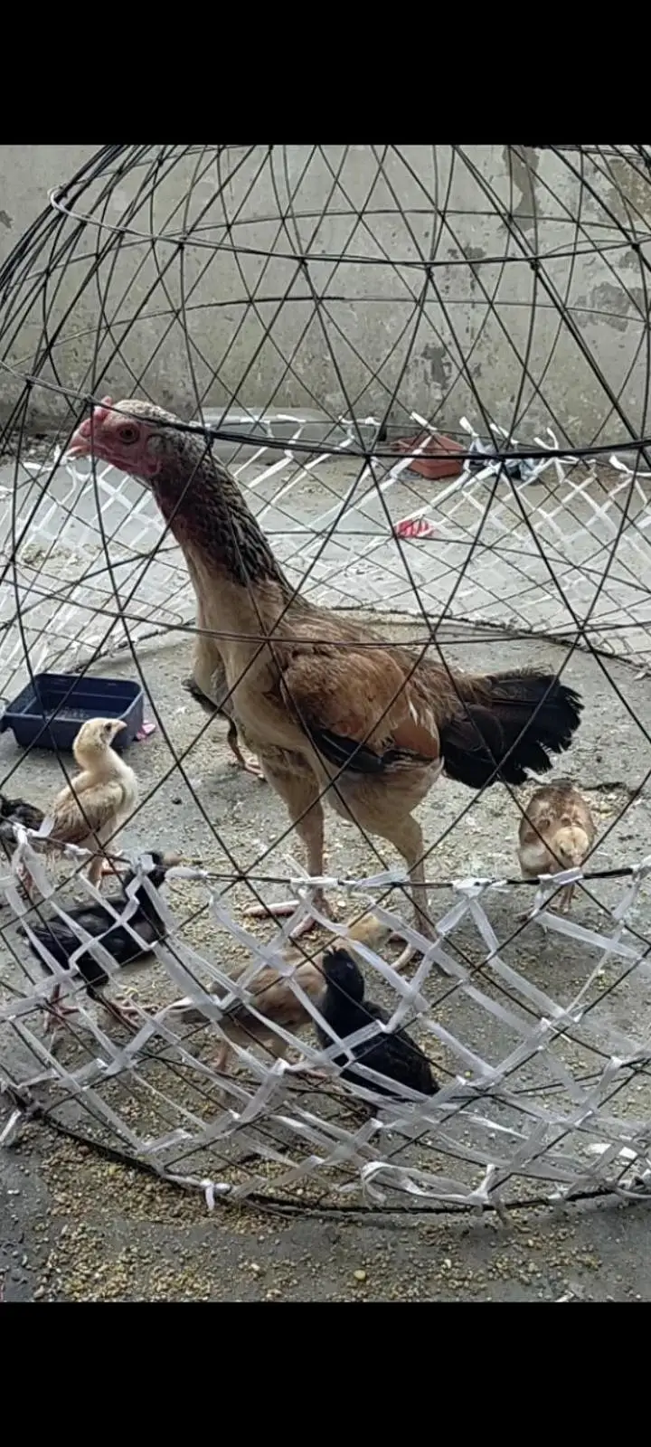 Aseel Jawa Madi for sale — photo 3