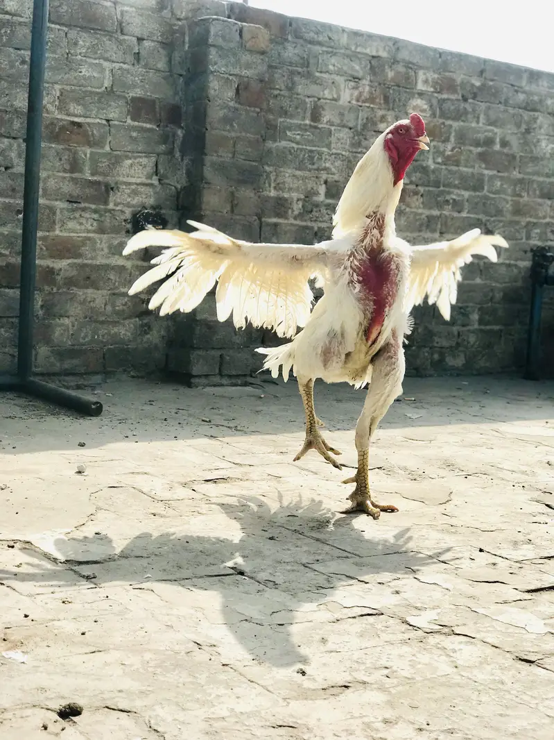 Pure white Shamo — photo 3