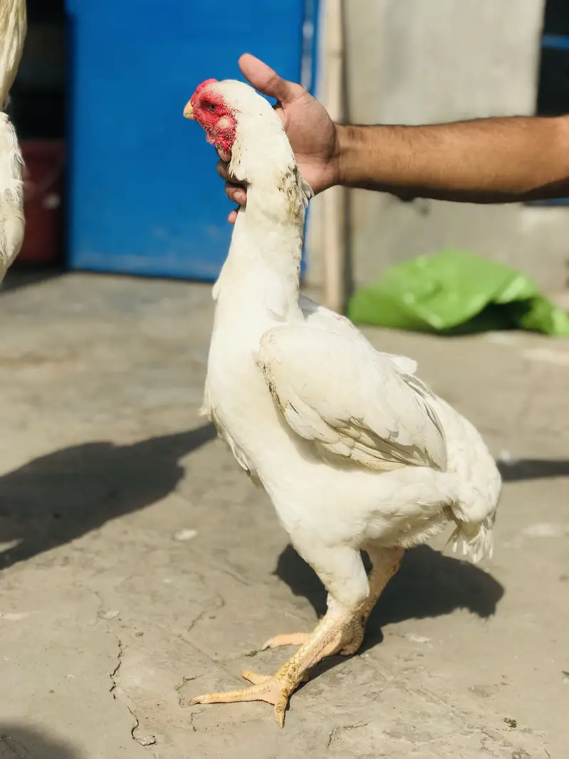 Pure white Shamo — photo 5