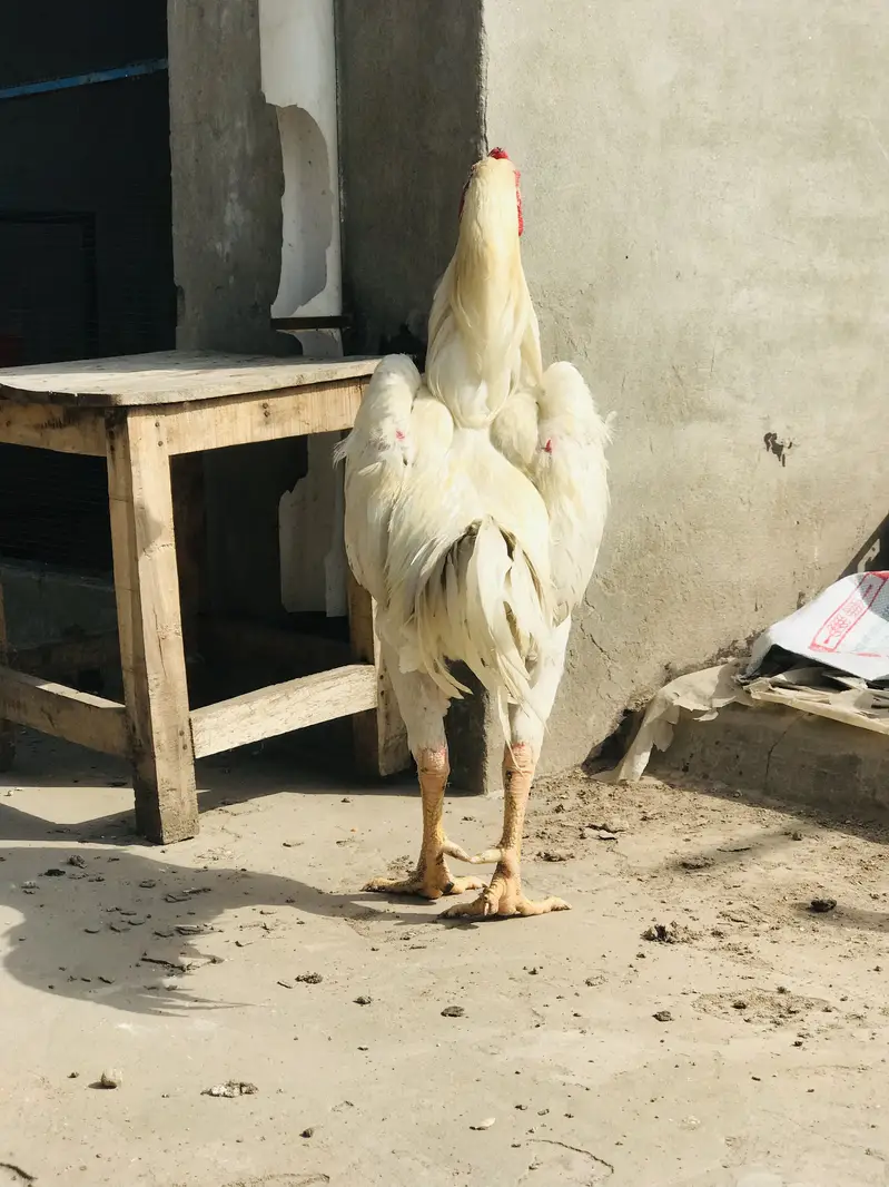 Pure white Shamo — photo 9
