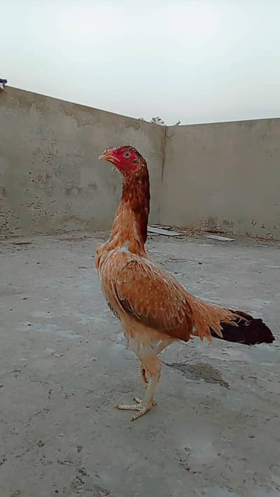 high quality aseel mianwali