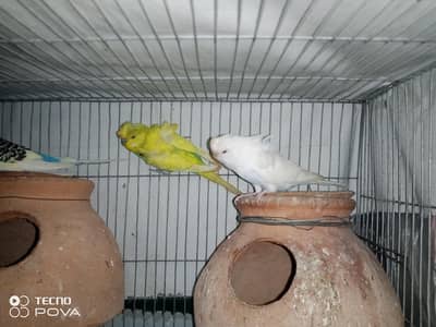 Hogoromo breeder pair for sale.