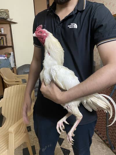 Aseel heera male for sale