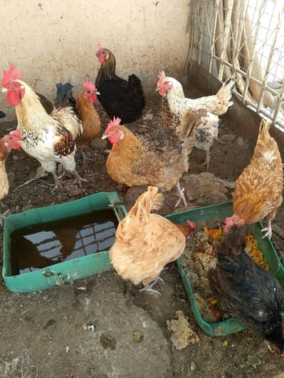 Desi hens for sale
