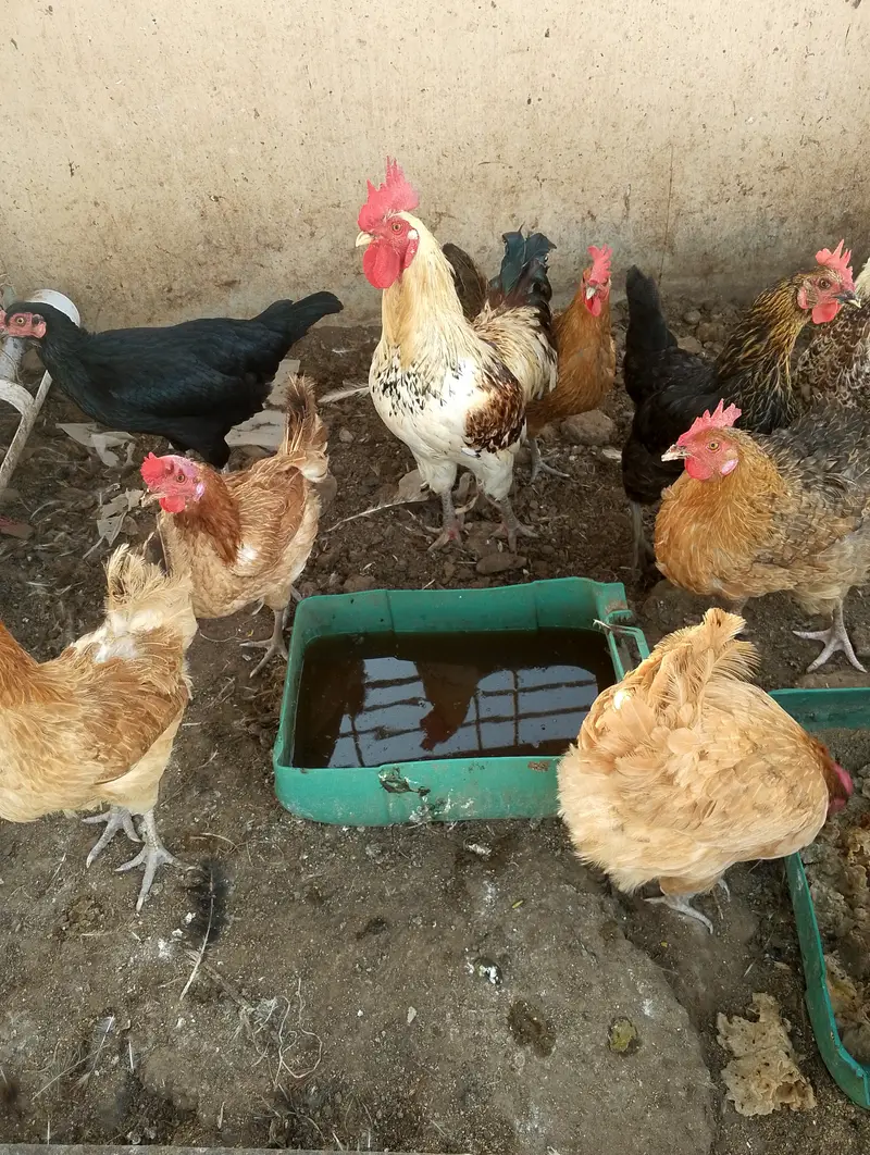 Desi hens for sale — photo 2