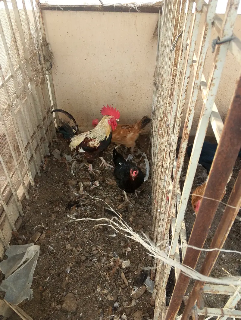 Desi hens for sale — photo 3