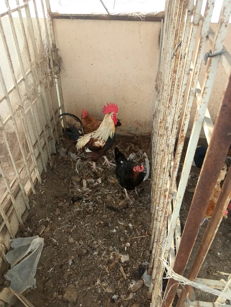Desi hens for sale — photo 4
