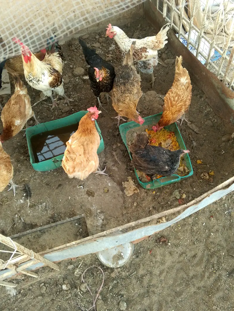 Desi hens for sale — photo 5
