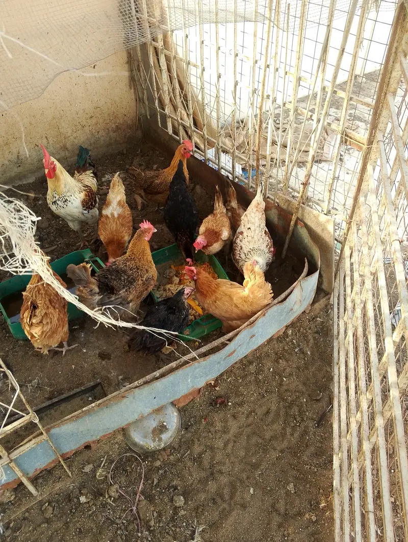 Desi hens for sale — photo 6