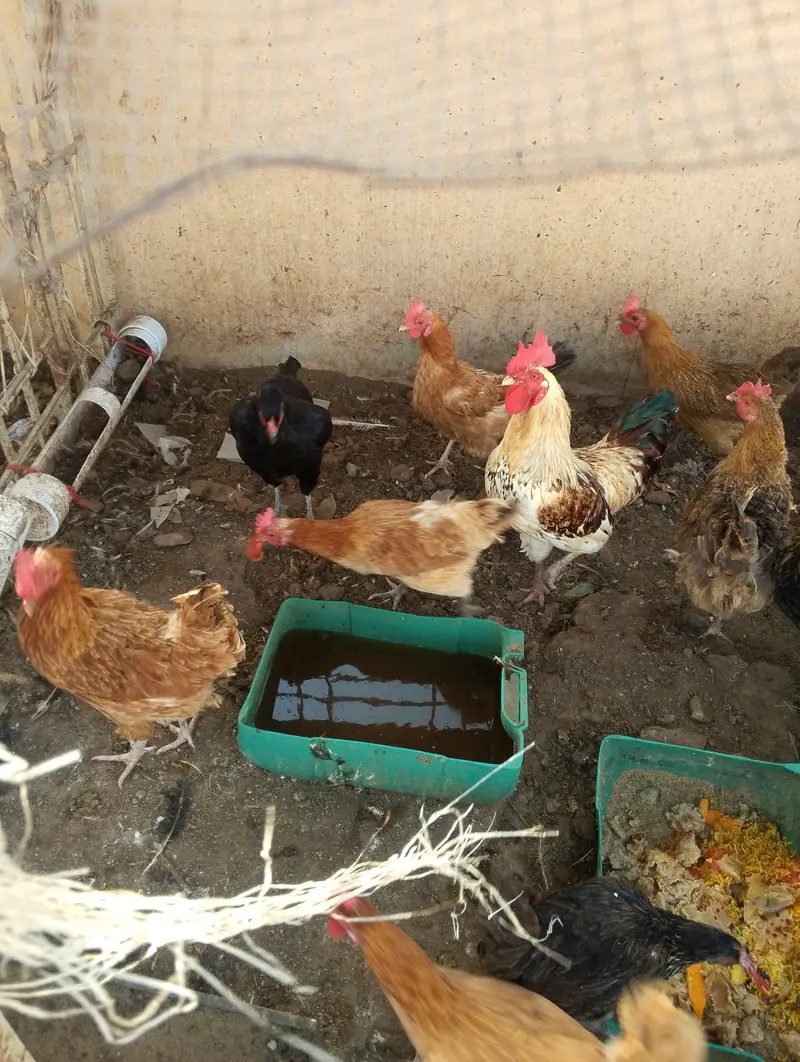 Desi hens for sale — photo 7
