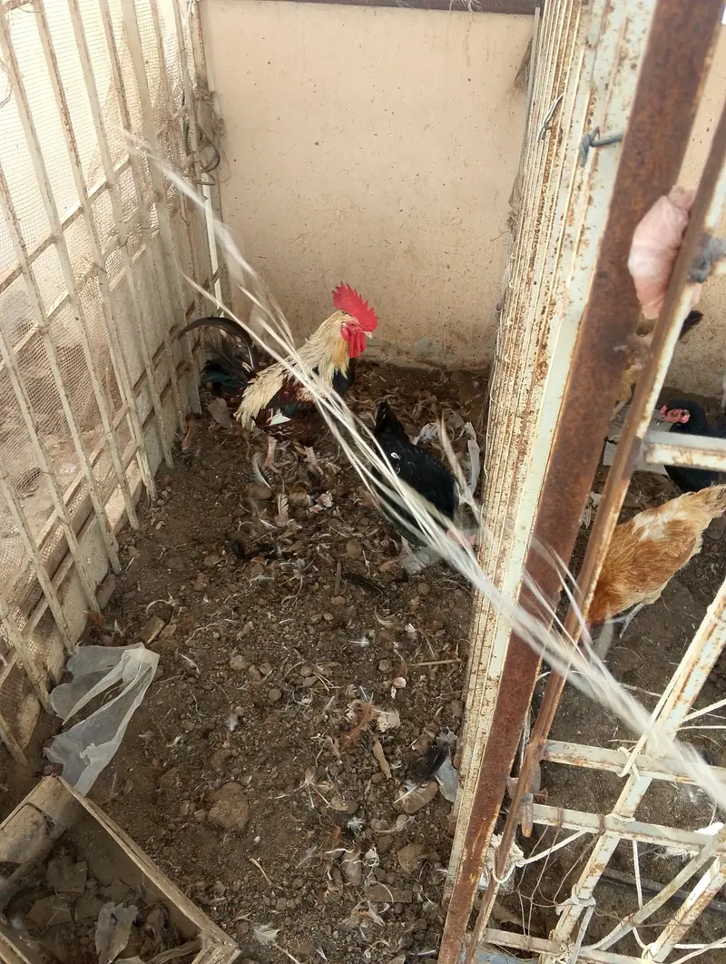 Desi hens for sale — photo 8