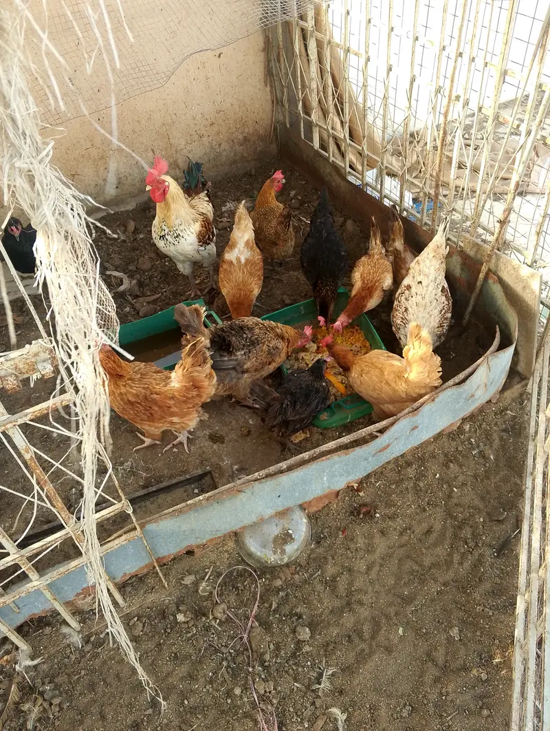 Desi hens for sale — photo 9