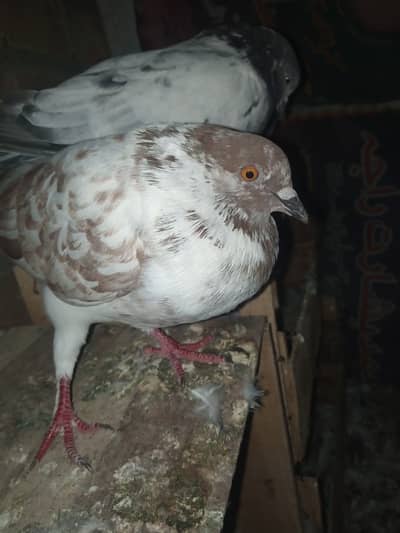 Patti wala pair