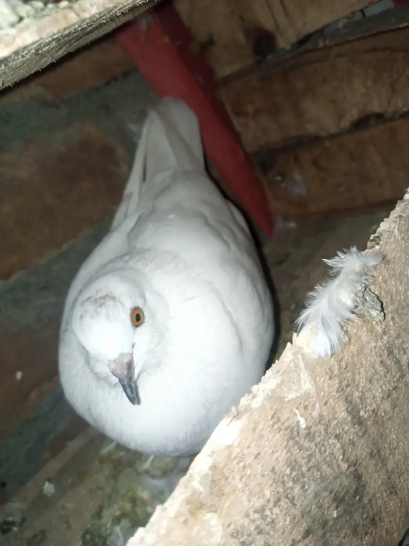 Patti wala pair — photo 2