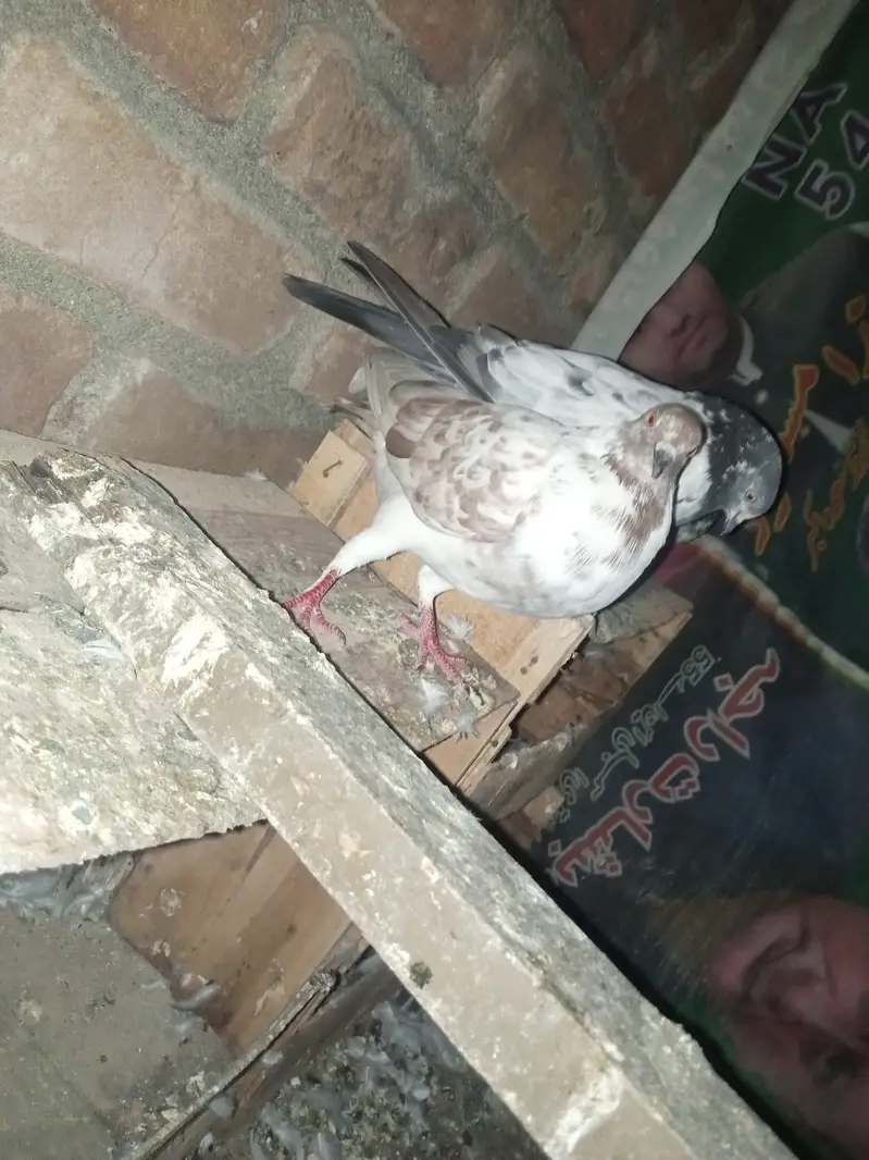 Patti wala pair — photo 3