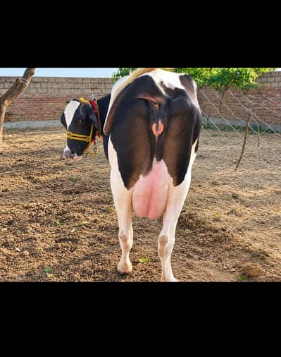 FREZIAN CROSS COW WITH FEMALE CALF FOR SALE