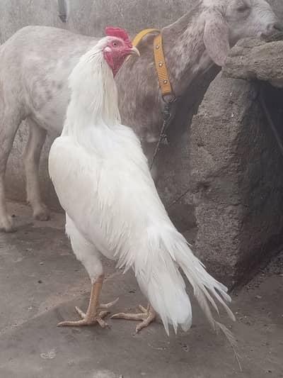 Aseel heera bhoska