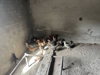 Kisi na bi lani ha rab ta kar final ha paisa