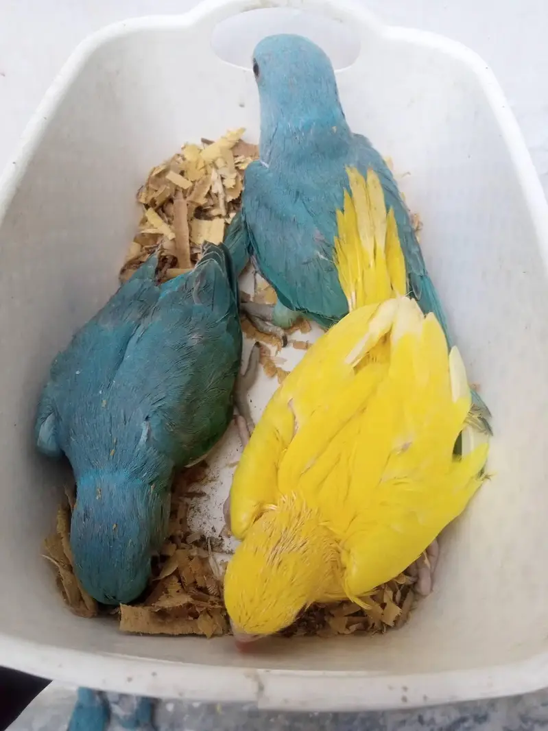 blue and yellow parrot chicks — photo 4