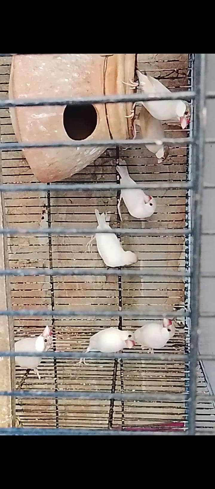 finches 0