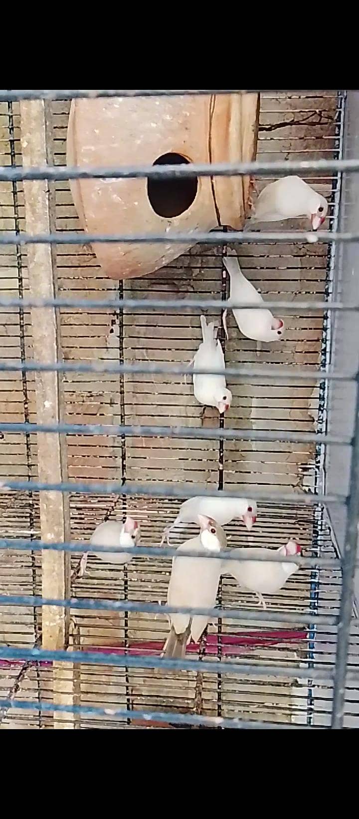 finches 1