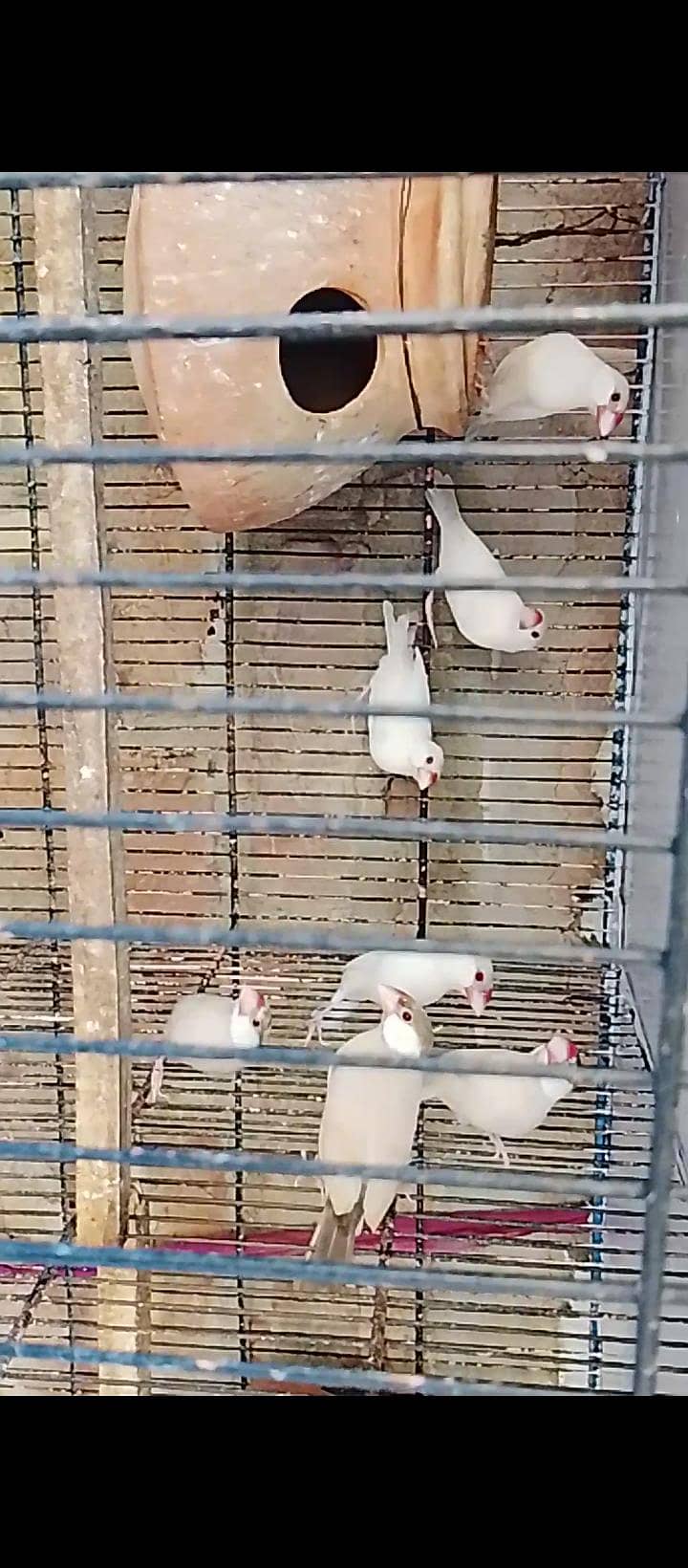 finches 2